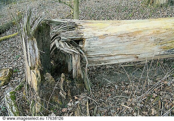Liegendes Totholz durch Sturmwurf  ökologisch sehr wertvoll im Ökosystem Wald  Brutstätte für Insekten und Nahrungsquelle für unterschiedliche Vogelarten  Düsseldorf Deutschland