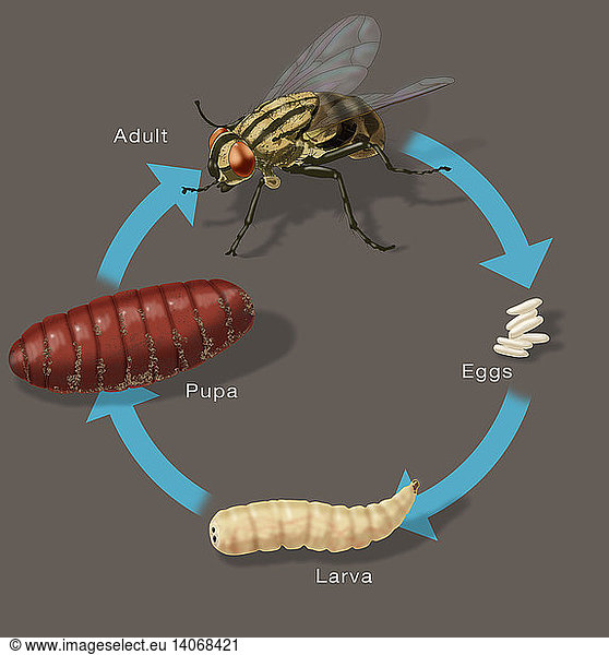 life-cycle-of-a-house-fly-life-cycle-of-a-house-fly-illustration-egg