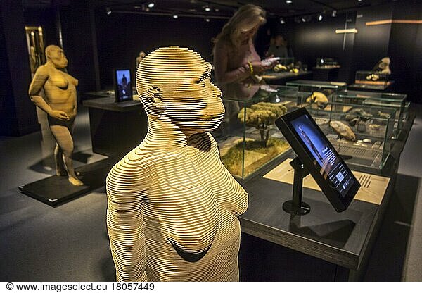 Life-size 3D reconstructions of hominid species depicting human evolution in the Gallery of Humanity at the Royal Belgian Institute of Natural Sciences  Museum of Natural History in Brussels  Belgium  Europe