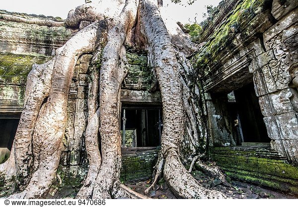 Lifestyle Baum über Gebäude spät Wachstum groß großes großer große großen früh Wurzel Original bauen sprechen Südostasien Kambodscha