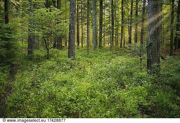 Light-flooded mixed forest  Kaltenbronn  Black Forest  Baden-Württemberg  Germany  Europe