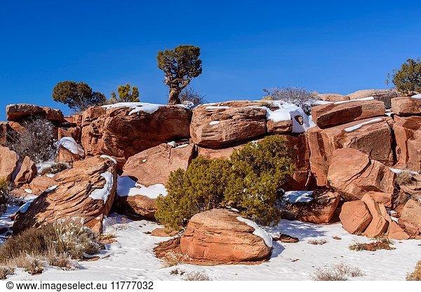 Light snow and junipers on the rocks  Dead Horse Point State Park  Utah  USA.