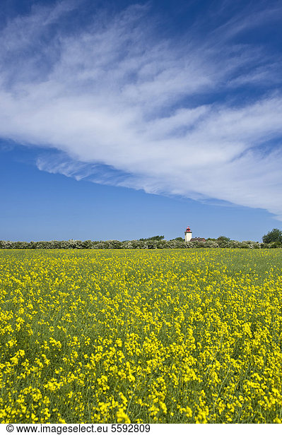 Lighthouse with a rapeseed field  Westermarkelsdorf  Island of Fehmarn  Baltic Sea  Schleswig-Holstein  Germany  Europe