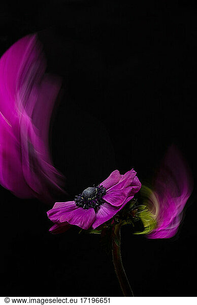 Lila Anemone Blume auf schwarzem Hintergrund mit bunten Spritzer
