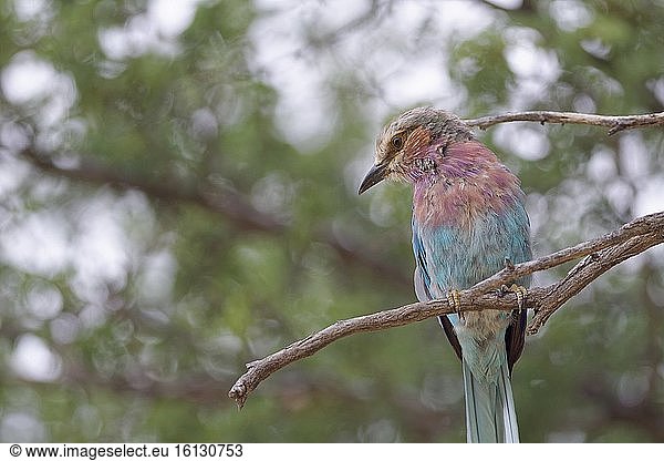 Lila Bruströtchen (Coracias caudatus)  auf einem Ast sitzend  auf der Suche nach Beute  Kgalagadi Transfrontier Park  Nordkap  Südafrika  Afrika.