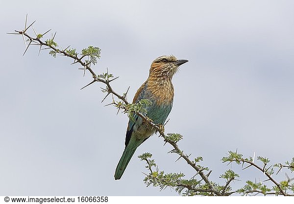 Lila Bruströtchen (Coracias caudatus)  auf einem dornigen Ast sitzend  auf der Suche nach Beute  Kgalagadi Transfrontier Park  Nordkap  Südafrika  Afrika.