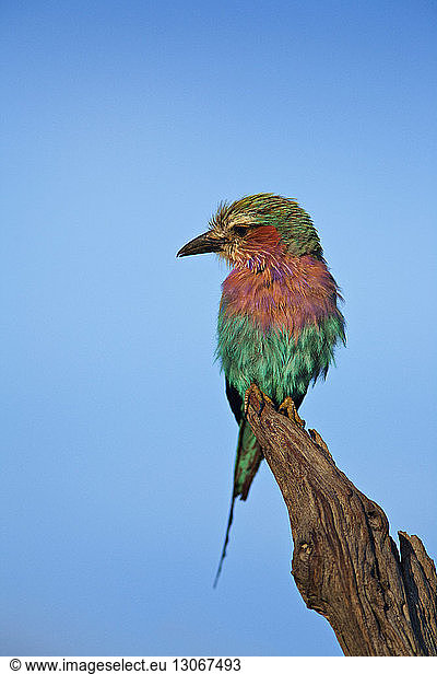 Lilac-breasted Roller against clear sky