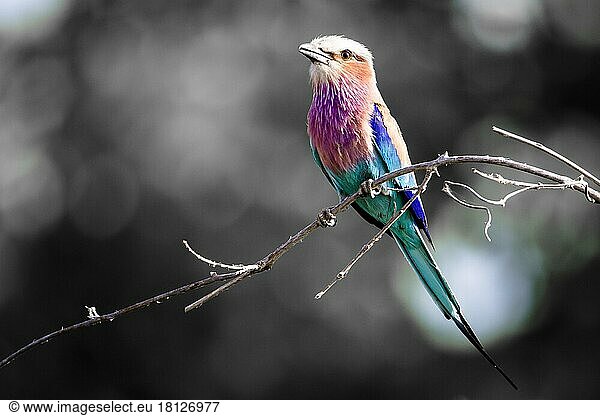 Lilac Breasted Roller (Coracias caudatus) perched on a twig against a desaturated background  Botswana  Africa