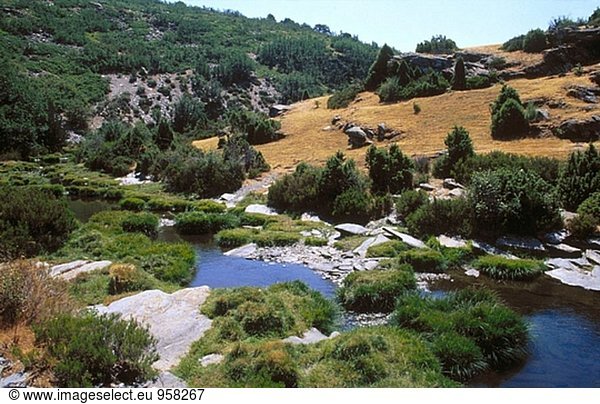 Lillas River. Tejera Negra Buchenholz. Cantalojas. Sierra de Ayllon. Provinz Guadalajara. Castilla-La Mancha. Spanien