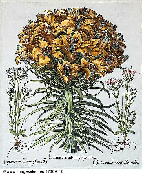 Lily (Lilium)  hand-coloured copper engraving by Basilius Besler  from Hortus Eystettensis  1613
