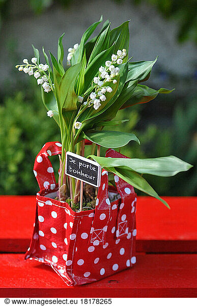 Lily of the valley (Convallaria majalis)  lucky charm flowers