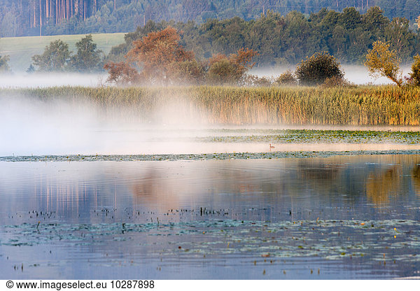 Lily pads floating on misty Chiemsee lake  Bavaria  Germany