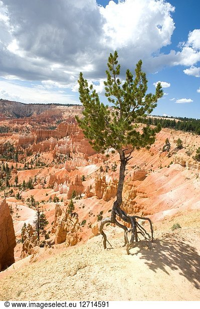 Limber pine (Pinus flexilis) is a coniferous tree native to western North America from Canada to Mexico. This photo was taken in Bryce Canyon National Park  Utah  USA.