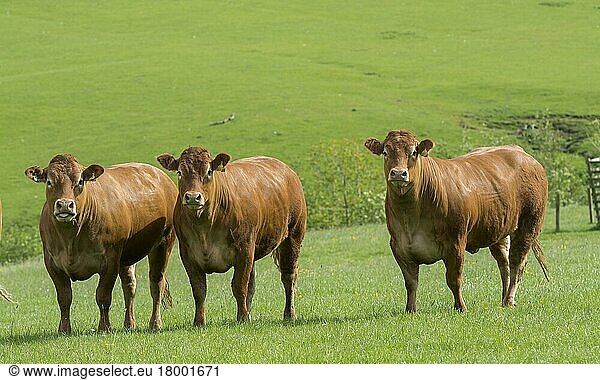 Limousinrind  Limousinrinder  reinrassig  Nutztiere  Haustiere  Paarhufer  Tiere  Säugetiere  Huftiere  Hausrinder  Rinder  Limousin heifers out on pasture  Lancashire  UK
