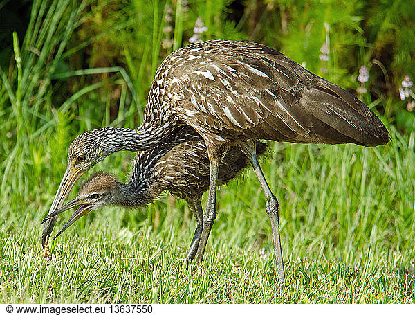 Limpkin (Aramus guarauna) adult teaching baby how to eat an apple snail (Pomacea sp.). Gainesville  FL  in May.