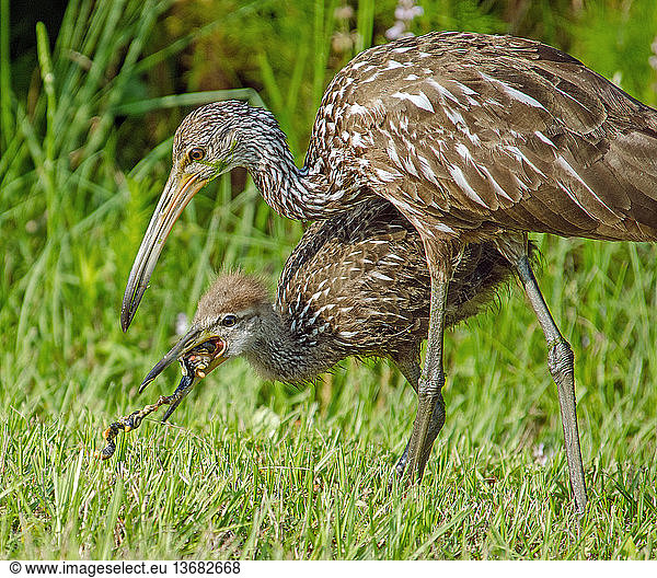 Limpkins (Aramus guarauna) adult teaching baby how to eat an apple snail (Pomacea sp.). Gainesville  FL  in May.