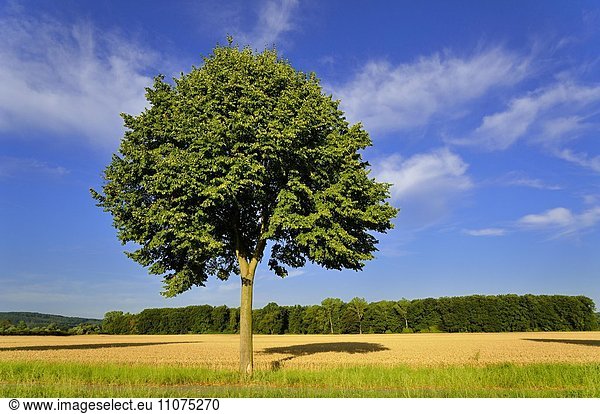 Linde (Tilia sp.), Baum am Feldrand, Nordrhein-Westfalen, Deutschland, Europa