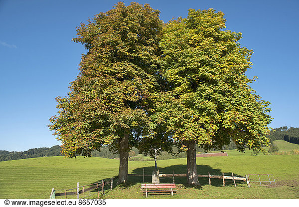 Linde Baum Sitzbank Bank Herbst Limette 2 groß großes großer große großen Bayern Kruzifix Deutschland