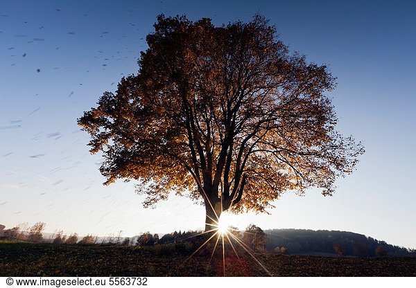 Linde fallen fallend fällt Tischset Baum Herbst Limette Hessen Deutschland Sonne