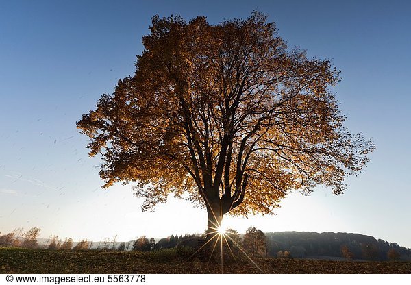 Linde fallen fallend fällt Tischset Baum Herbst Limette Hessen Deutschland Sonne