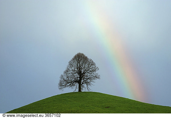 Linde (Tilia) auf Moränenhügel stehend mit Regenbogen  Hirzel  Schweiz  Europa