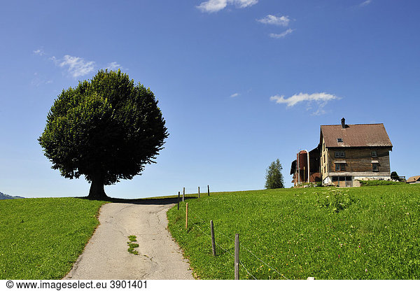 Linde (Tilia) mit Bauernhaus im Kanton Appenzell  Schweiz  Europa