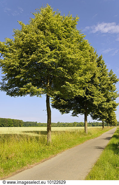 Linde (Tilia sp.)  Lindenbäume neben einen Radweg  Nordrhein-Westfalen  Deutschland  Europa