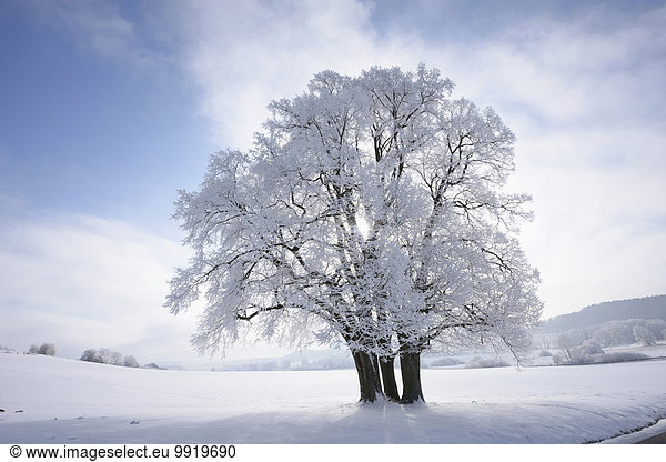 Linde Winter Tag Landschaft Limette Sonnenlicht Silber Bayern gefroren Deutschland Oberpfalz