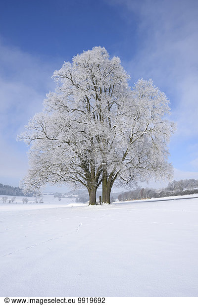 Linde Winter Tag Landschaft Limette Sonnenlicht Silber Bayern gefroren Deutschland Oberpfalz