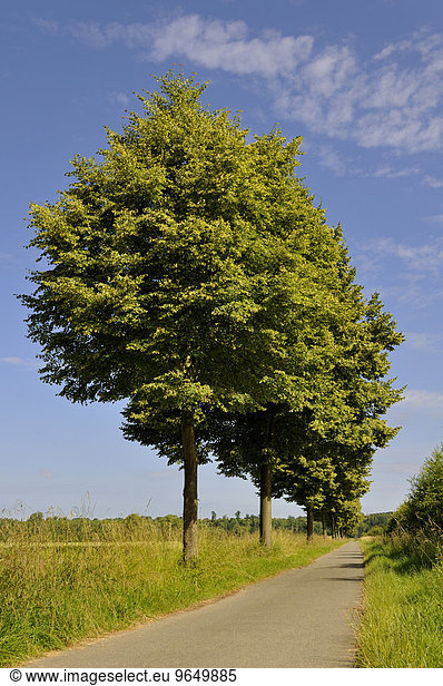 Linden (Tilia) Baumallee Radweg Nordrhein-Westfalen Deutschland Europa