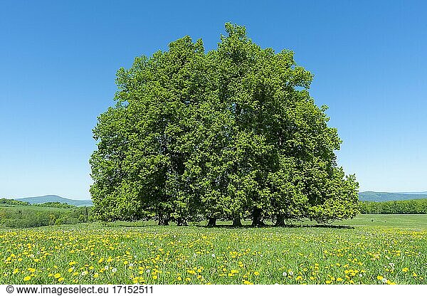 Linden (Tilia)  Baumgruppe  bei Wiesenthal  Frühling  Biosphärenreservat Rhön  Rhön  Thüringen  Deutschland  Europa