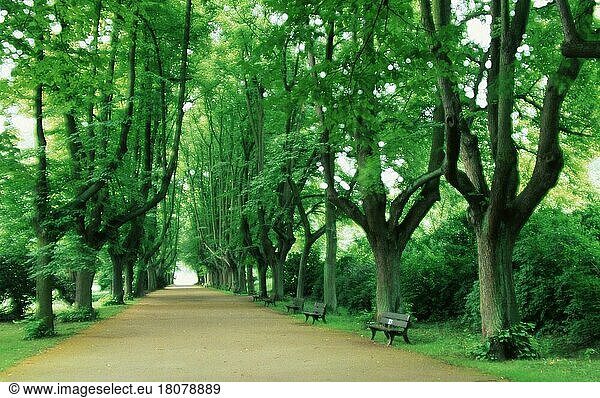 Lindenallee im Frühling  Europa  Deutschland  Laubbaum  Laubbäume  Boulevard  Weg  grün  Querformat  horizontal  Europa