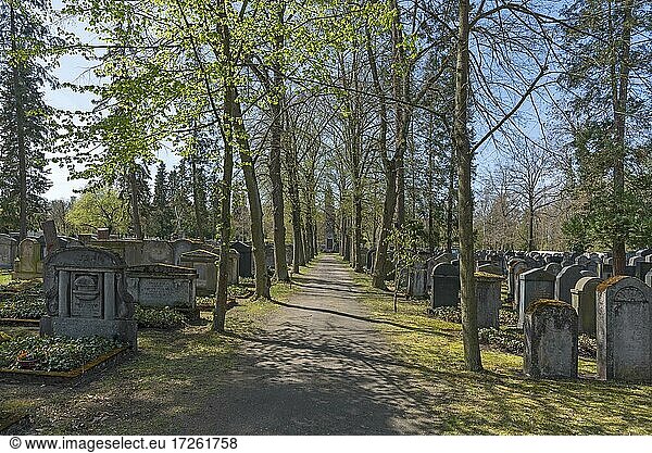 Lindenallee (Tilia) zum Kriegerdenkmal auf dem Neuen Jüdischen Friedhof  Nürnberg  Mittelfranken  Bayern  Deutschland  Europa