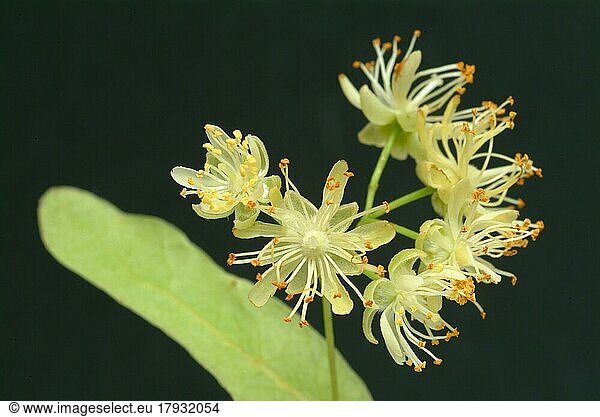 Lindenblüten der Sommerlinde (Tilia platyphyllos)  werden seit langem als Heilmittel eingesetzt und finden auch heute noch als solches Verwendung