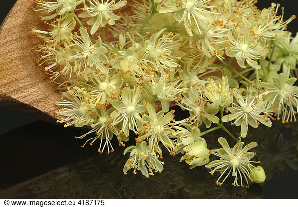 Lindenblüten  Linde  Tilia cordata  platyphylla  Heilpflanze