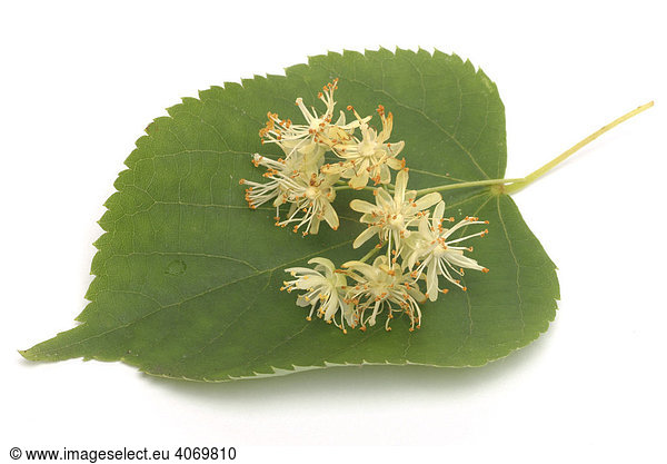 Lindenblüten (Tilia cordata  platyphylla)  medizinische Verwendung