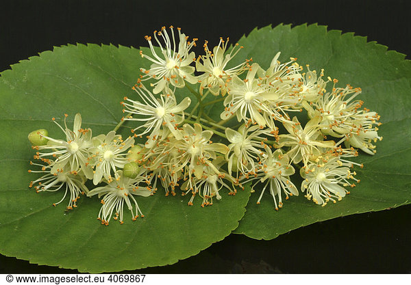Lindenblüten (Tilia cordata  platyphylla)  medizinische Verwendung