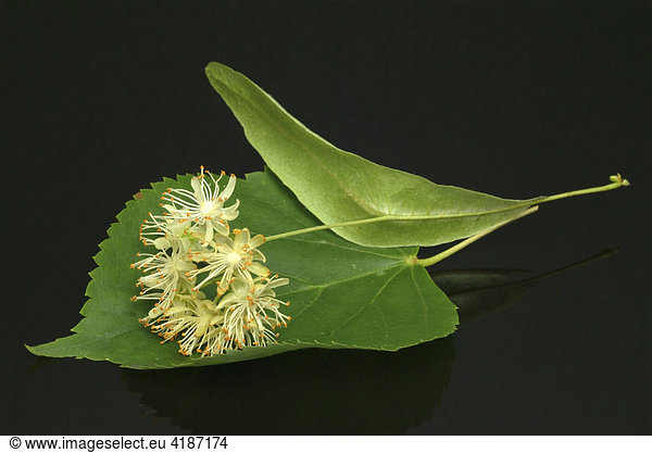 Lindenblüten (Tilia)  Linde  Heilpflanze