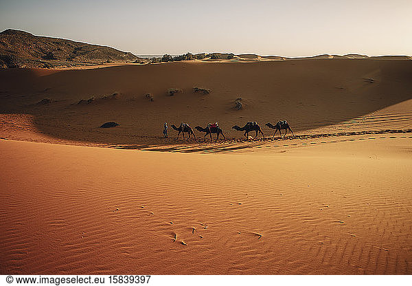 Linien und Dünen in der Wüste Sahara mit Dromedaren