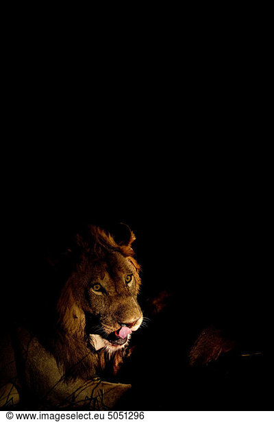 Lion after fresh kill