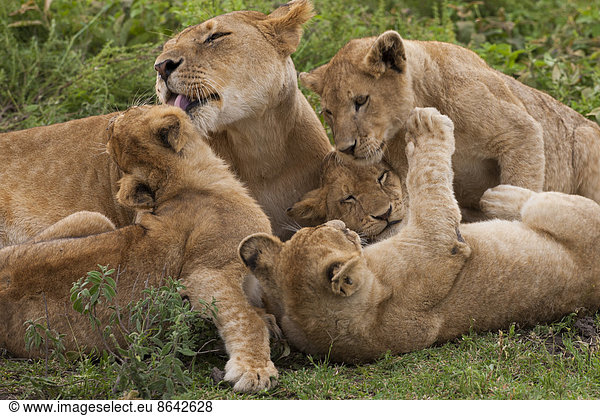 Lion and cubs playing in the Serengeti National Park  Tanzania
