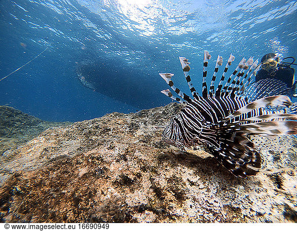 Lion Fish with scuba diver.Turkey Antalya Kas