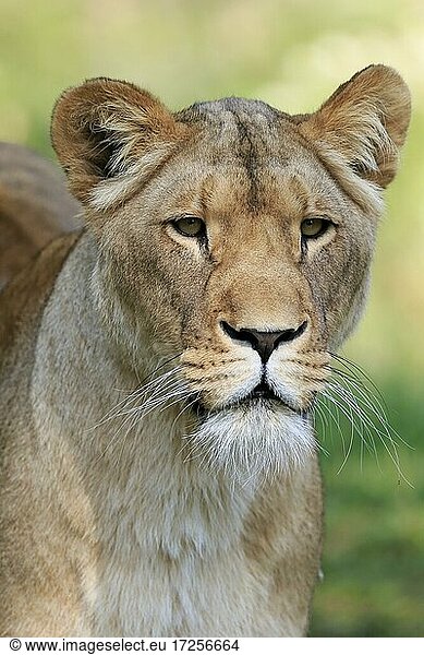 Lion (Panthera leo)  female  portrait  alert  captive
