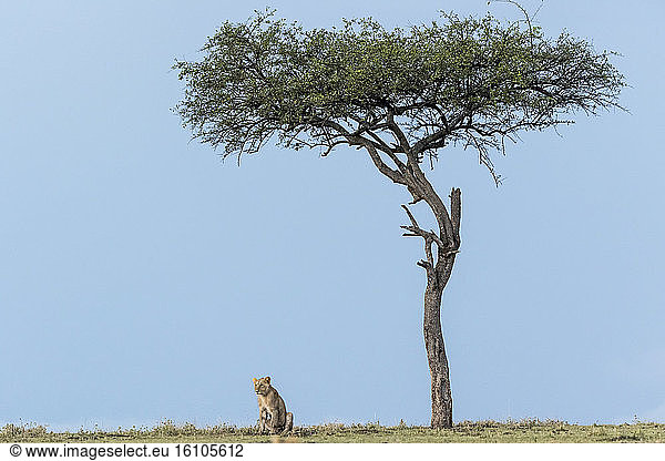 Lion (Panthera leo)  lioness sitting under a tree  Masai-Mara Reserve  Kenya