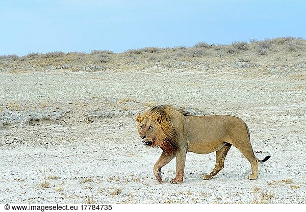 Lion (Panthera leo)  male  in profile in the Etosha Pan during the dry season  Etosha National Park  Namibia  Africa