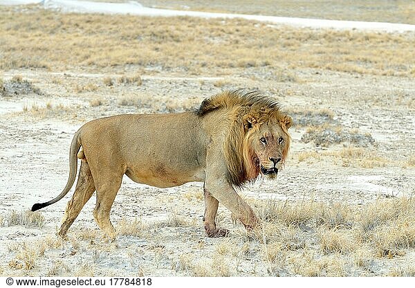 Lion (Panthera leo)  male  in profile in the Etosha Pan during the dry season  Etosha National Park  Namibia  Africa