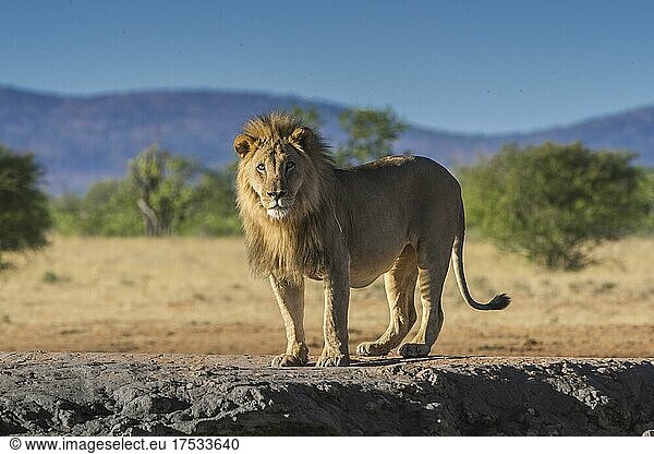Lion (Panthera leo) male standing at a waterhole  Etosha National Park  Namibia  Africa