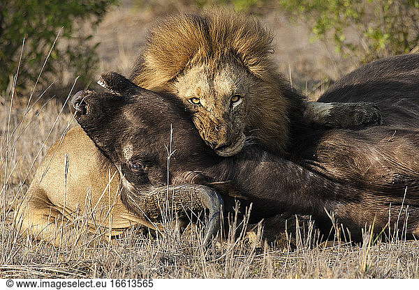 Lion (Panthera Leo) male with fresh African Buffalo (Syncerus caffer) carcass at Kruger National Park in summer