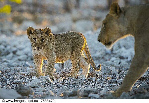 Lion (Panthera leo)  young  Etosha National Park  Namibia  Africa