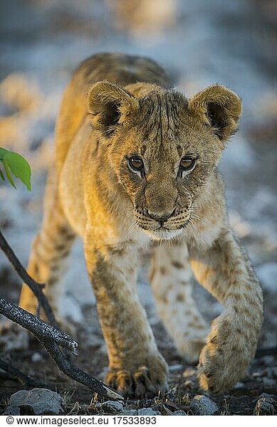 Lion (Panthera leo)  young  Etosha National Park  Namibia  Africa